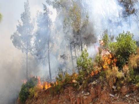 Muğla Milas'taki orman yangınında 30 hektar alan zarar gördü! 