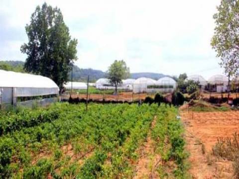 Sarıyer Gümüşdere'deki tek parça tarım arazisi satılıyor!