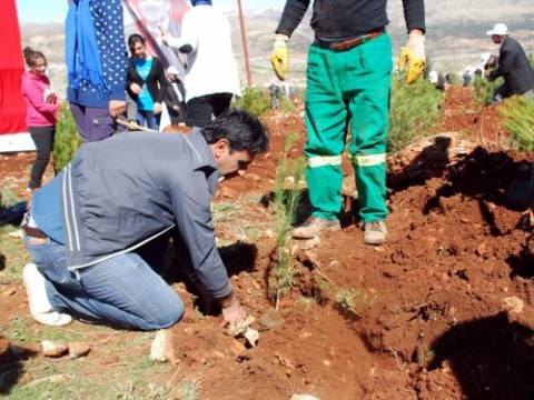  Ordu'da, Abdullah Gül adına 52 bin fidan dikimi yapıldı!