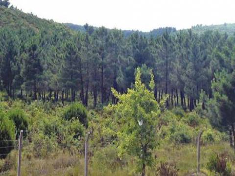  Ferit Şahenk Fatih Ormanları'nda Serdar Bilgili'ye ortak oldu!
