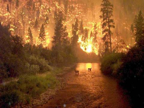  İsveç Vastmanland'aki orman yangını kontrol altına alındı!