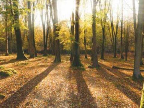  İngiltere'de tarihi ormanlar imara açılıyor!