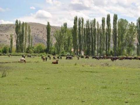 Amasya'da bulunan arazilerin yüzde 11,6'sı mera!