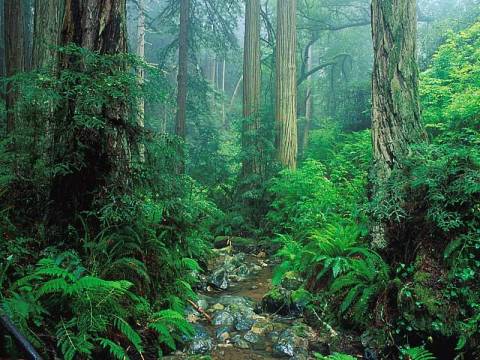 Ormanların yüzde 80'inin tapusu alındı ve tüm ormanlar tapulaştırılacak!