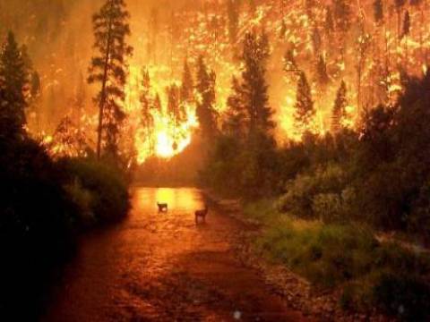  Muğla Datça'da orman yangını çıktı! 