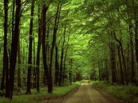 2 bin 951 hektarlık devlet ormanı yayla ilan edildi!