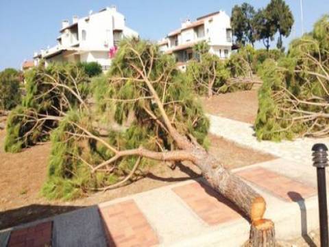 İzmir Dalyan'da 25 ağaç bir gecede kesildi!