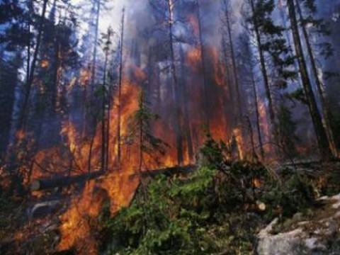 Muğla'daki orman yangını kontrol altına alındı! 