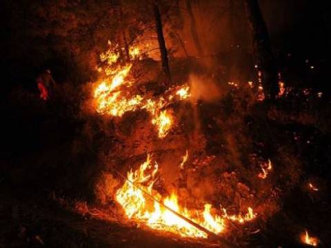 Muğla Milas'ta orman yangını meydana geldi!