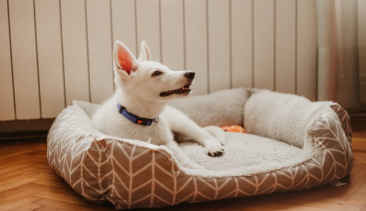  Save up to 48% on dog beds at Amazon shops
